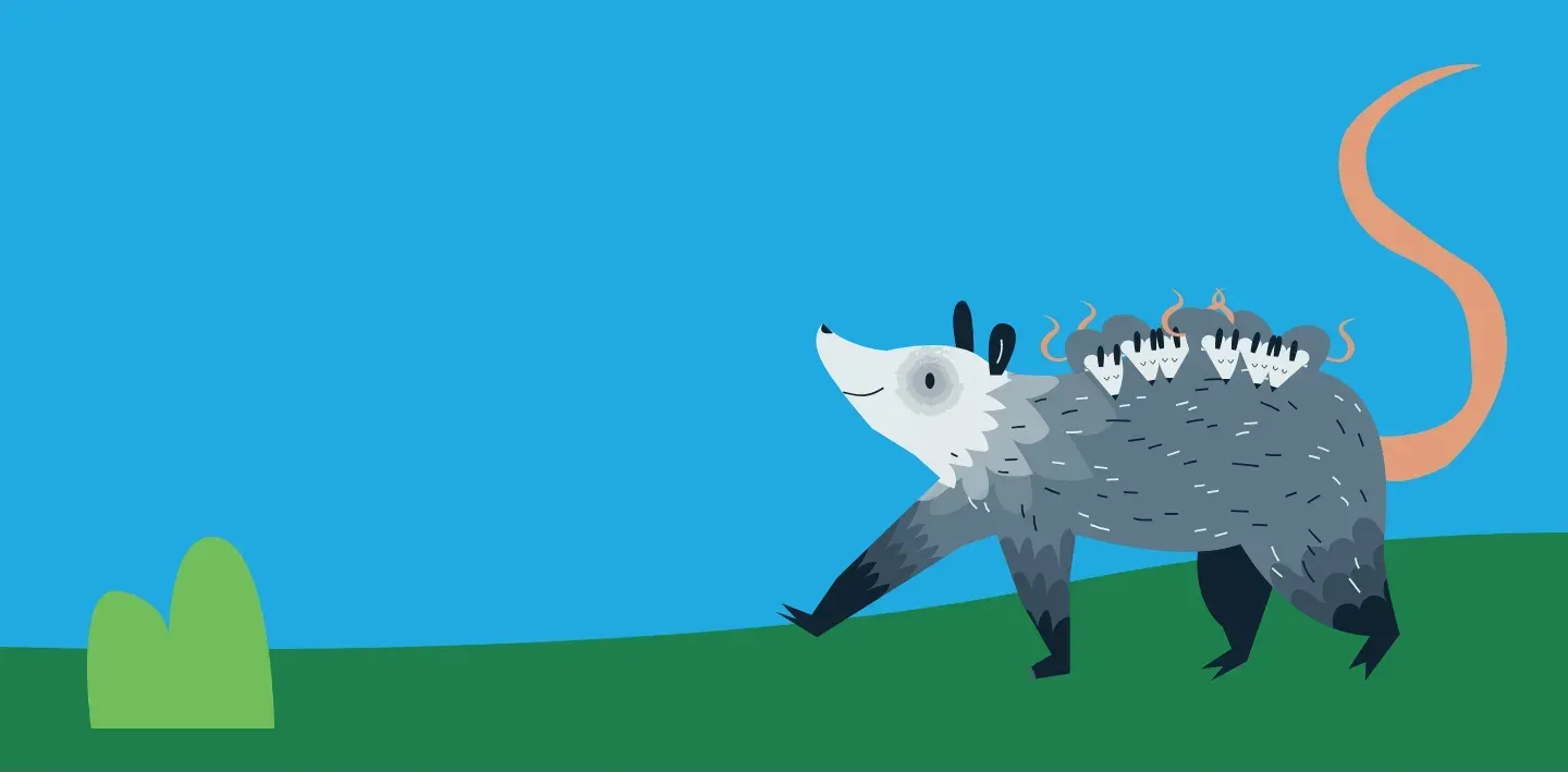 Ilustración de un tlacuache con sus crías sobre el lomo, caminando sobre el pasto